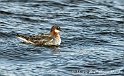 Phalarope a bec etroit 2002